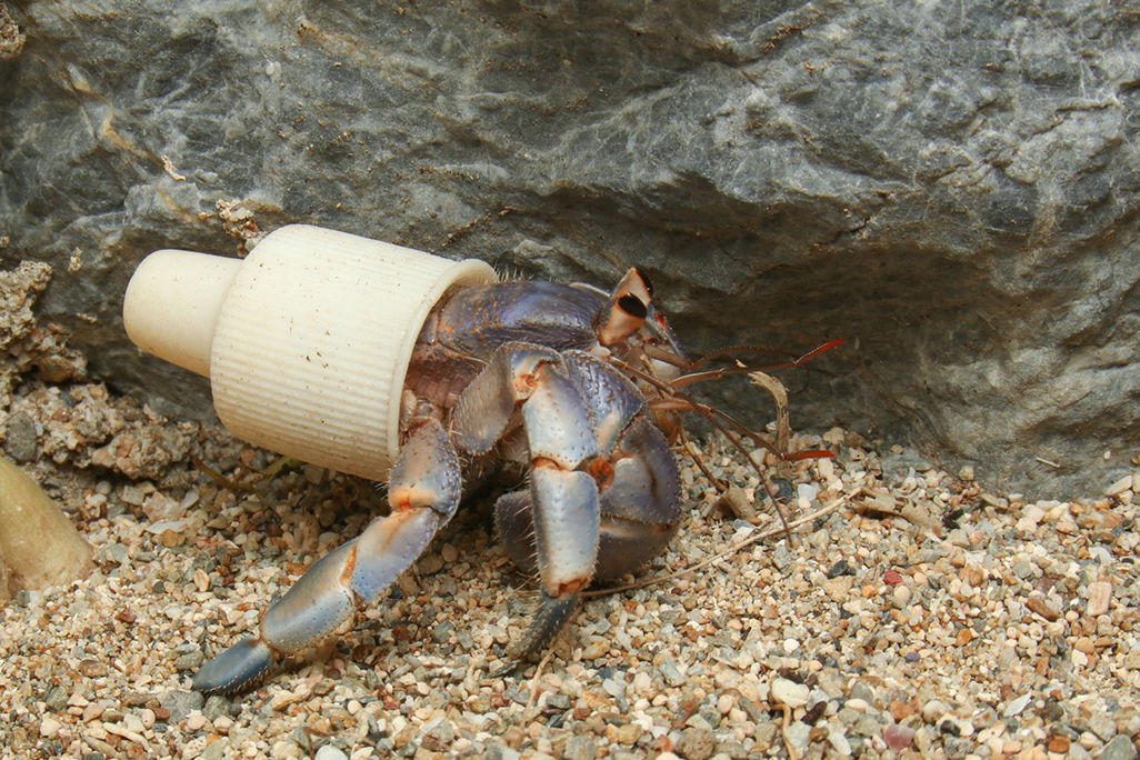 Capturing the impact of plastic in the ocean for World Oceans Day