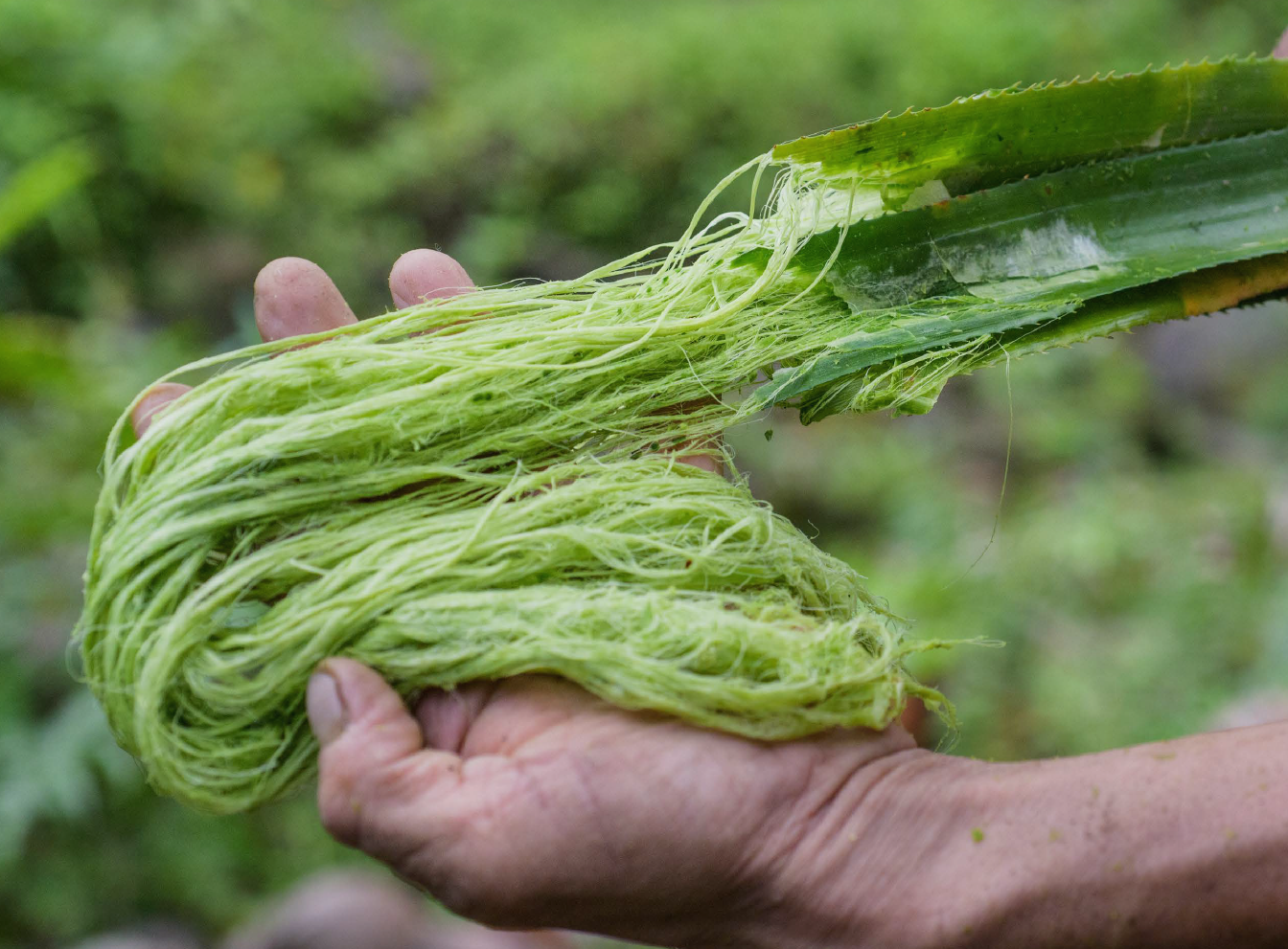 A spool of Piñayarn® on a bed of pineapple leaves A spool of Piñayarn® on a bed of pineapple leaves