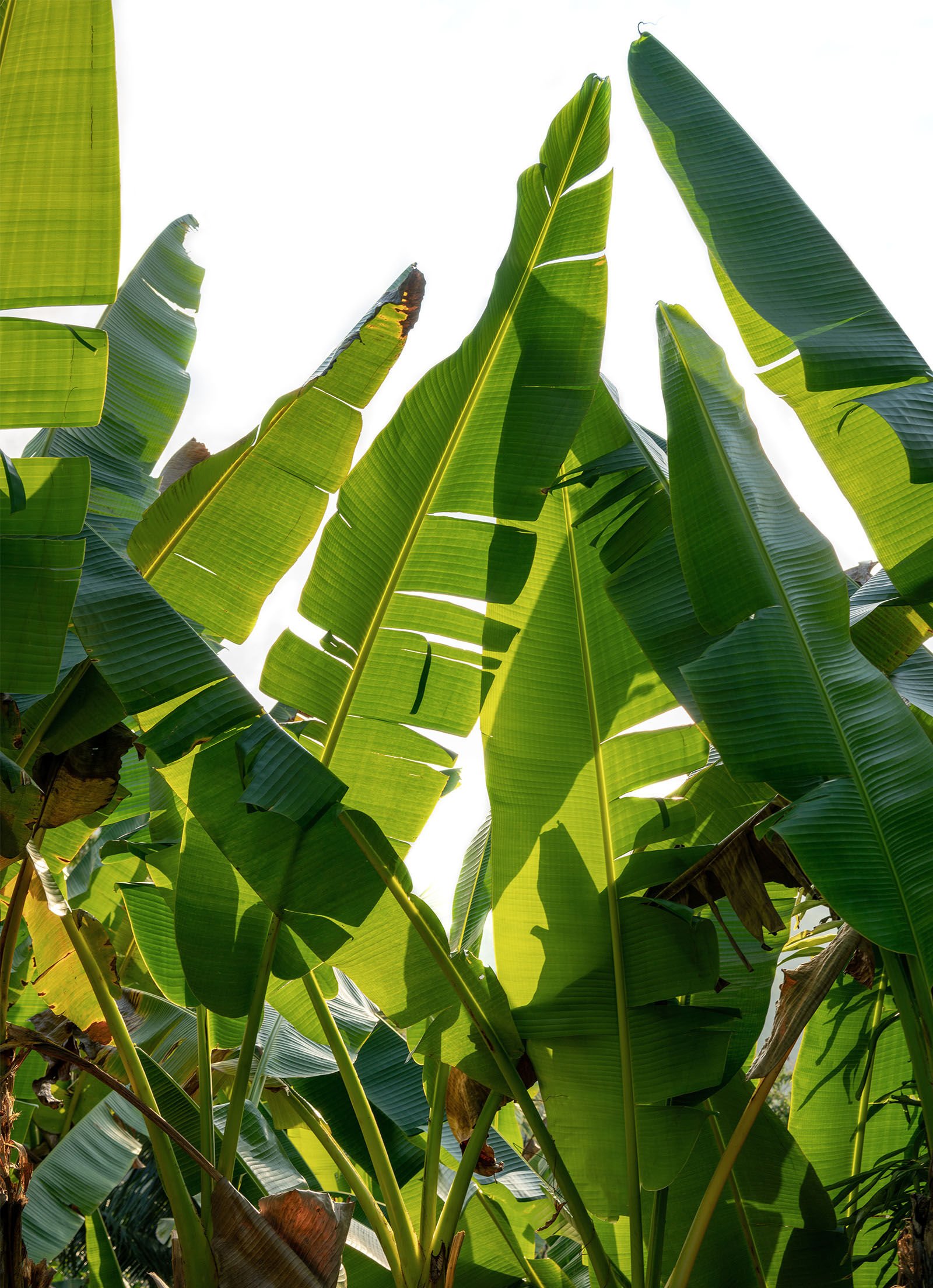 Bananatex Banana Plant Based Low Impact Fibre Stella McCartney UK