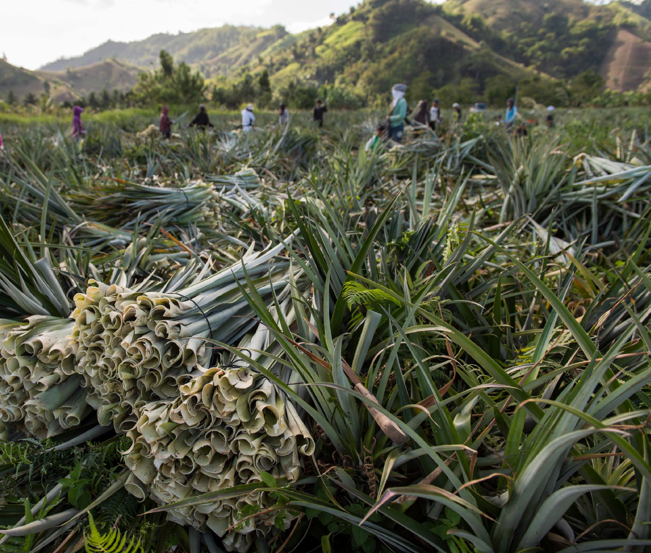 Fields of pineapple plants and bundles of leaves Fields of pineapple plants and bundles of leaves