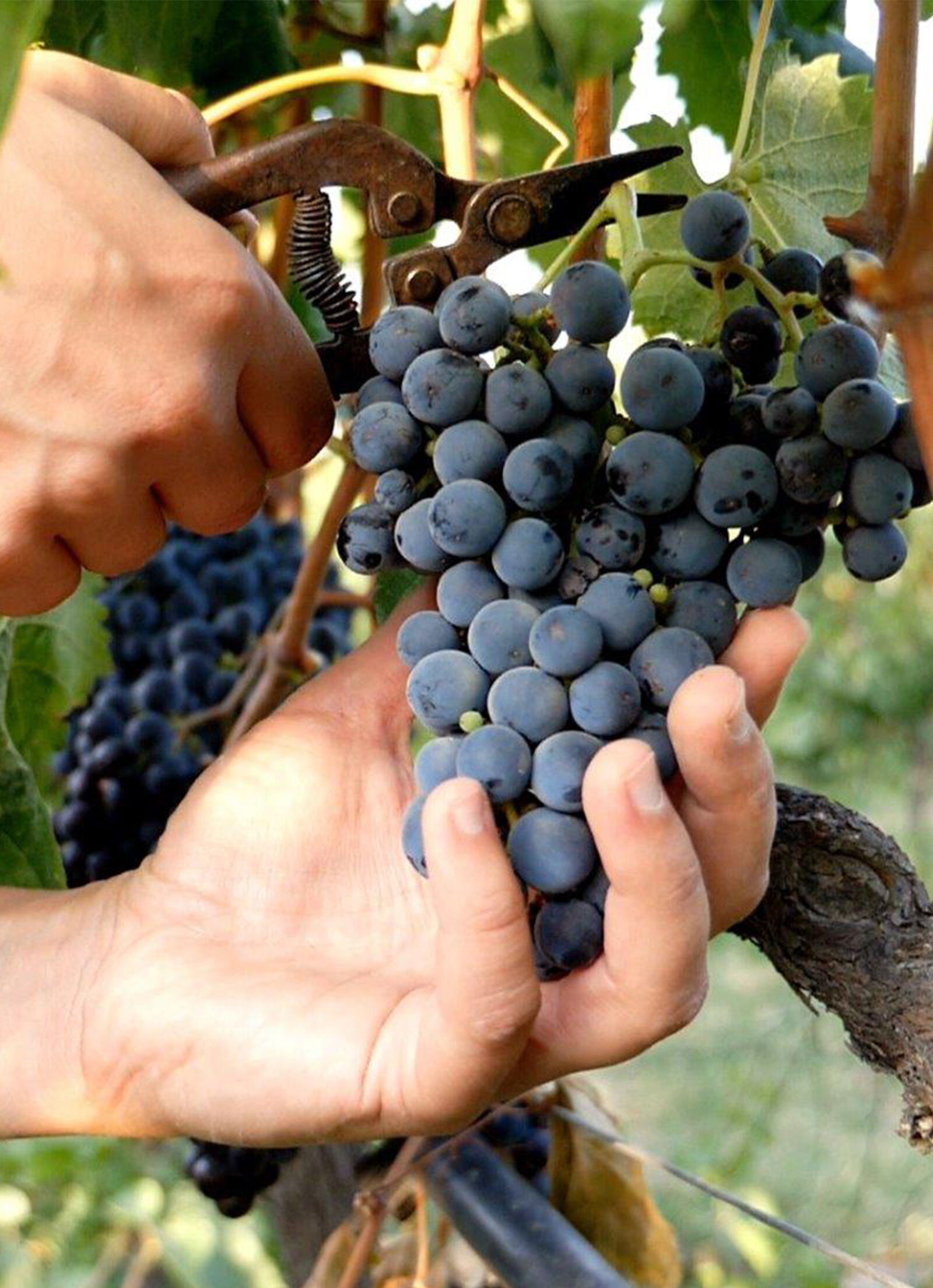 VEGEA: Grape-Based Alternative to Animal Leather | Stella