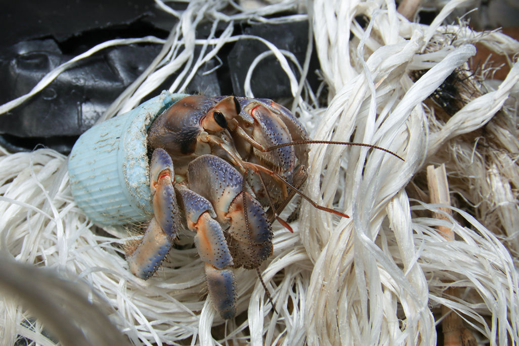 Capturing the impact of plastic in the ocean for World Oceans Day